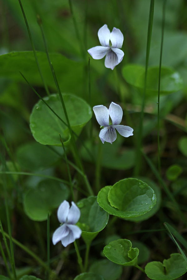 Močvirska vijolica
Močvirska vijolica.
Ključne besede: močvirska vijolica viola palustris