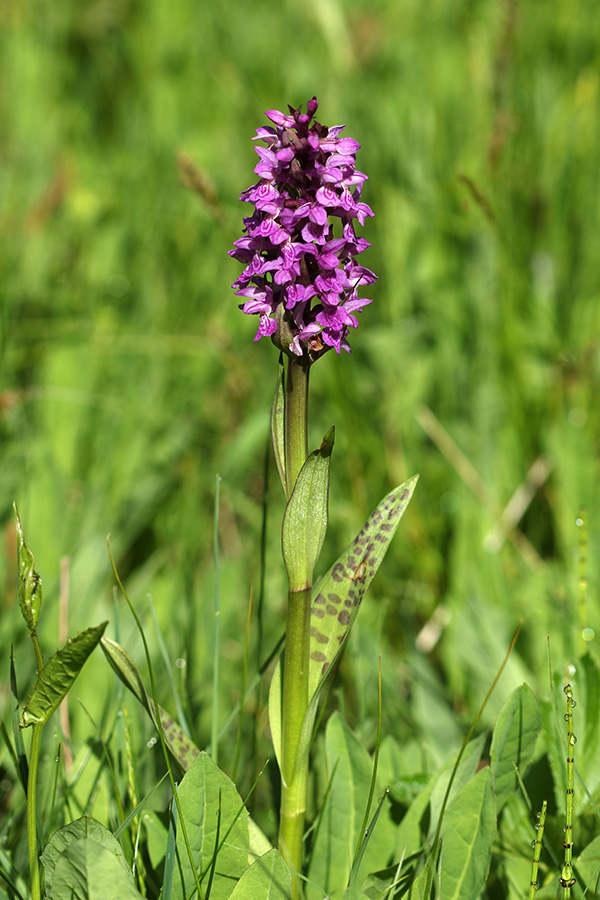 Majska prstasta kukavica
Majska prstasta kukavica na Pokljuki.
Ključne besede: majska prstasta kukavica dactylorhiza majalis