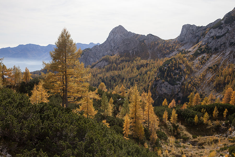 S poti na Koštrunovec
S poti na Koštrunovec.
Ključne besede: koštrunovec jezerski stog