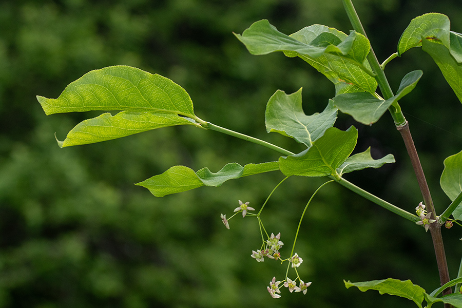 Širokolistna trdoleska
Širokolistna trdoleska.
Ključne besede: širokolistna trdoleska euonymus latifolia