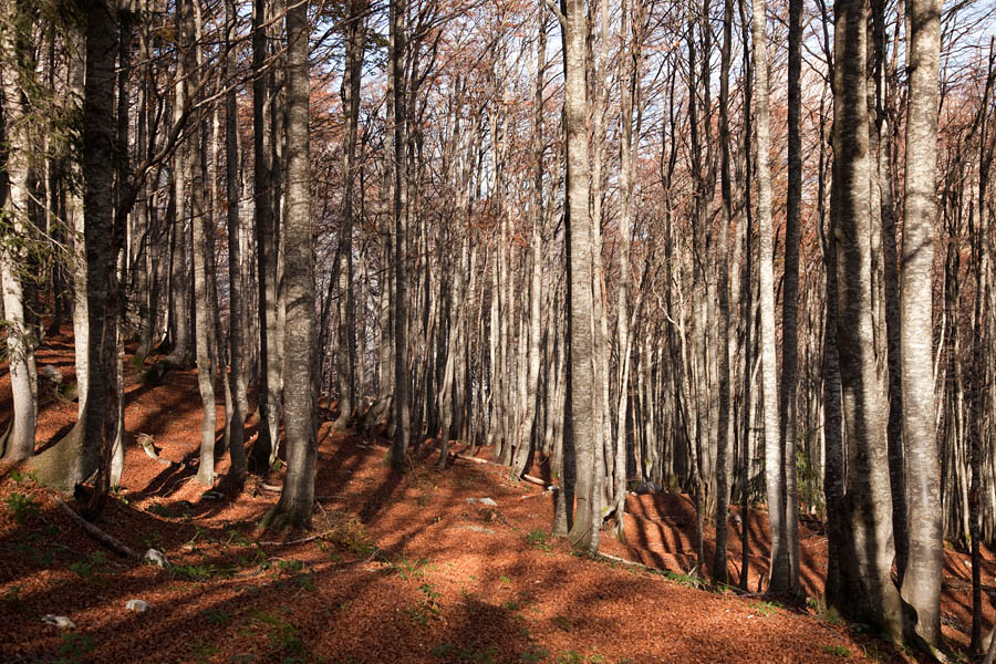 Bukov gozd
Pred planino Zapotok je čudovit bukov gozd.
Ključne besede: planina zapotok