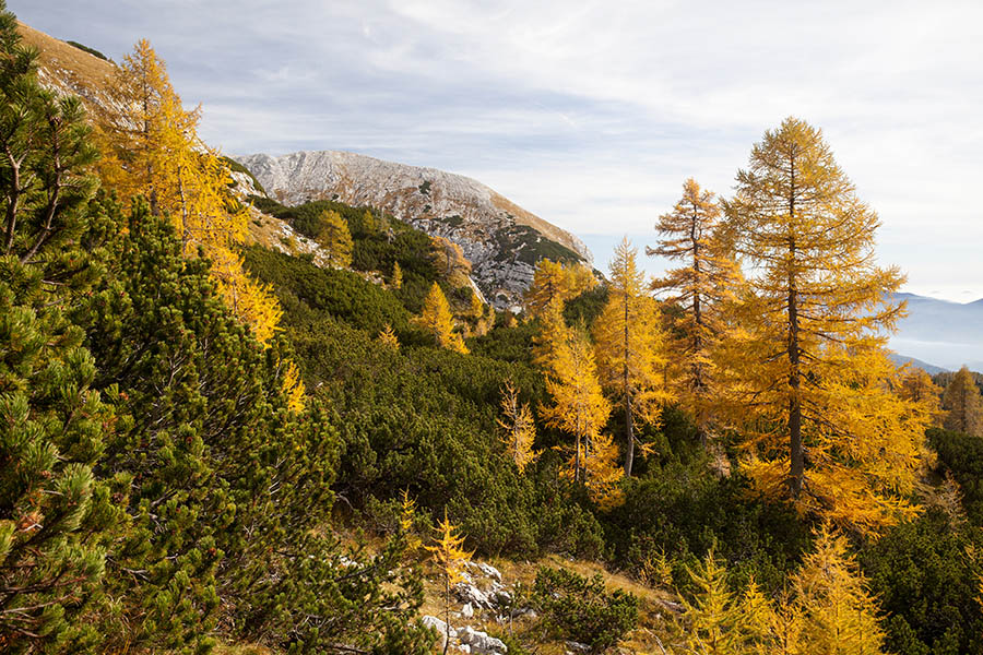 S poti na Koštrunovec
S poti na Koštrunovec.
Ključne besede: koštrunovec tosc