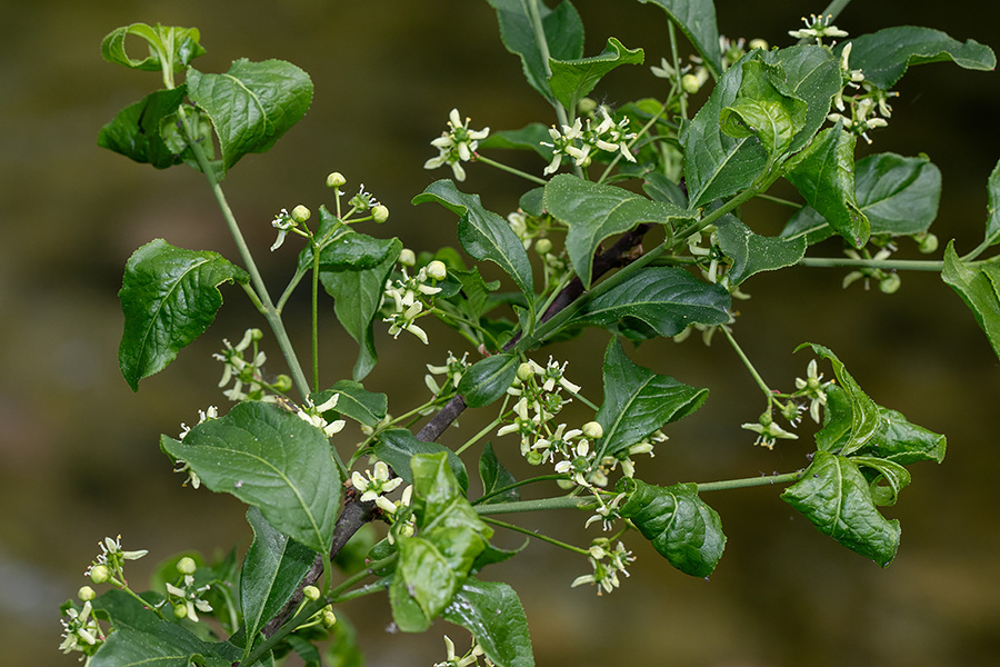 Navadna trdoleska
Navadna trdoleska.
Ključne besede: navadna trdoleska euonymus europaea
