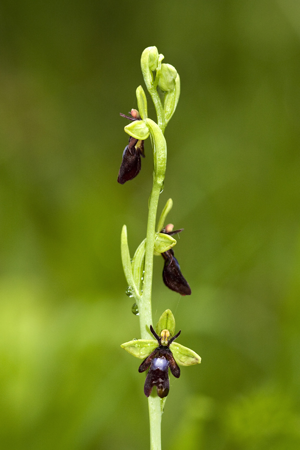 Muholiko mačje uho
Nekaj teh redkih rastlin raste pod Nemškim Rovtom.
Ključne besede: muholiko mačje uho ophrys insectifera