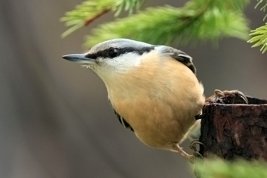 Brglez
Brglez (Sitta europaea). Žal je posnetek nastal v dežju, zato višji ISO in več šuma.
Ključne besede: brglez sitta europaea