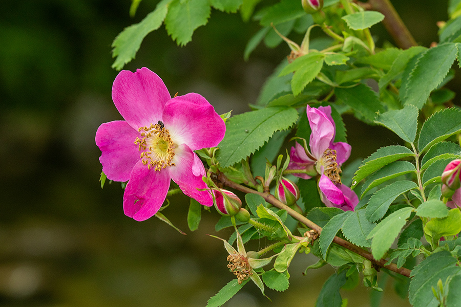 Kimastoplodni šipek 
Kimastoplodni šipek.
Ključne besede: kimastoplodni šipek rosa pendulina