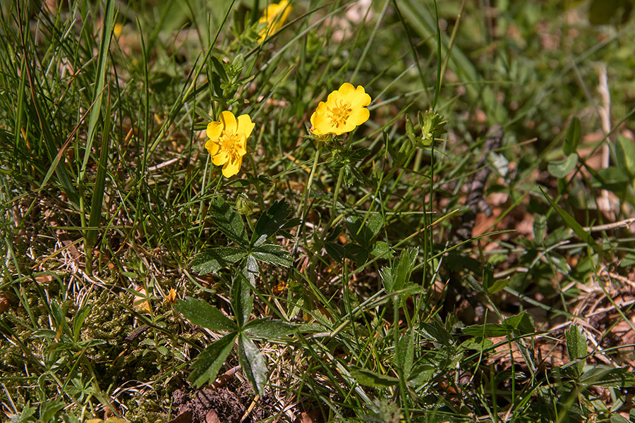 Zlati petoprstnik 
Zlati petoprstnik. Na Črnem vrhu.
Ključne besede: zlati petoprstnik potentilla aurea