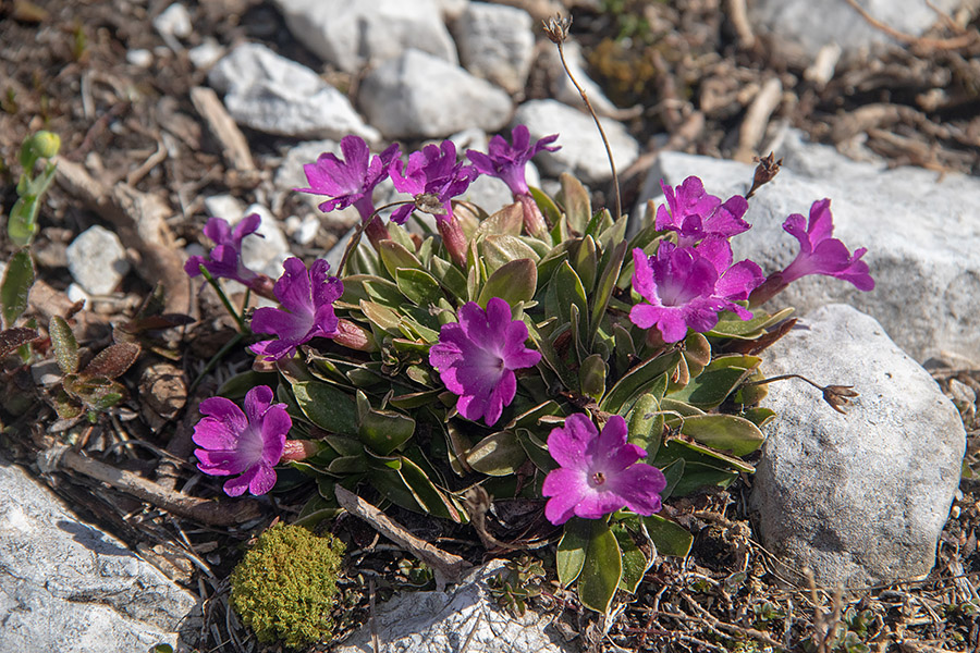 Wulfenov jeglič 
Wulfenov jeglič.
Ključne besede: wulfenov jeglič primula wulfeniana