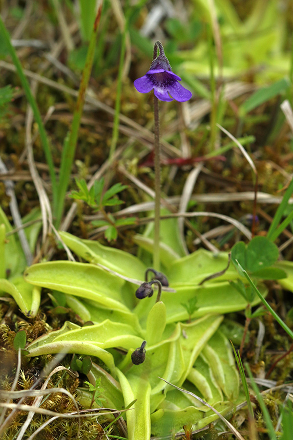 Navadna mastnica
Navadna mastnica. Barja na Pokljuki.
Ključne besede: navadna mastnica pinguicula vulgaris