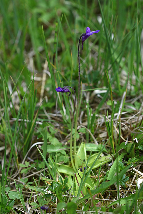 Navadna mastnica
Navadna mastnica. Barja na Pokljuki.
Ključne besede: navadna mastnica pinguicula vulgaris