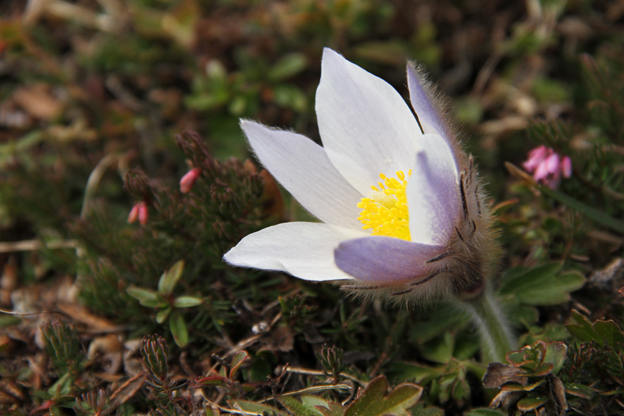 Spomladanski kosmatinec
Eden prvih cvetočih spomladanskih kosmatincev.
Ključne besede: spomladanski kosmatinec pulsatilla vernalis