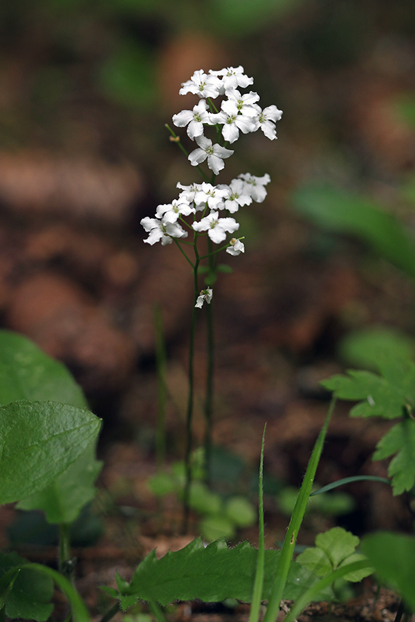 Trilistna penuša
Trilistna penuša na barjih Pokljuke.
Ključne besede: trilistna penuša cardamine trifolia