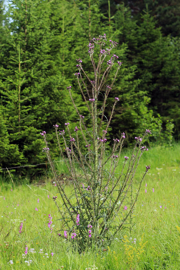 Močvirski osat
Močvirski osat. Visok čez 2 metra. Okrog njega raste močvirski meček.
Ključne besede: močvirski osat cirsium palustre