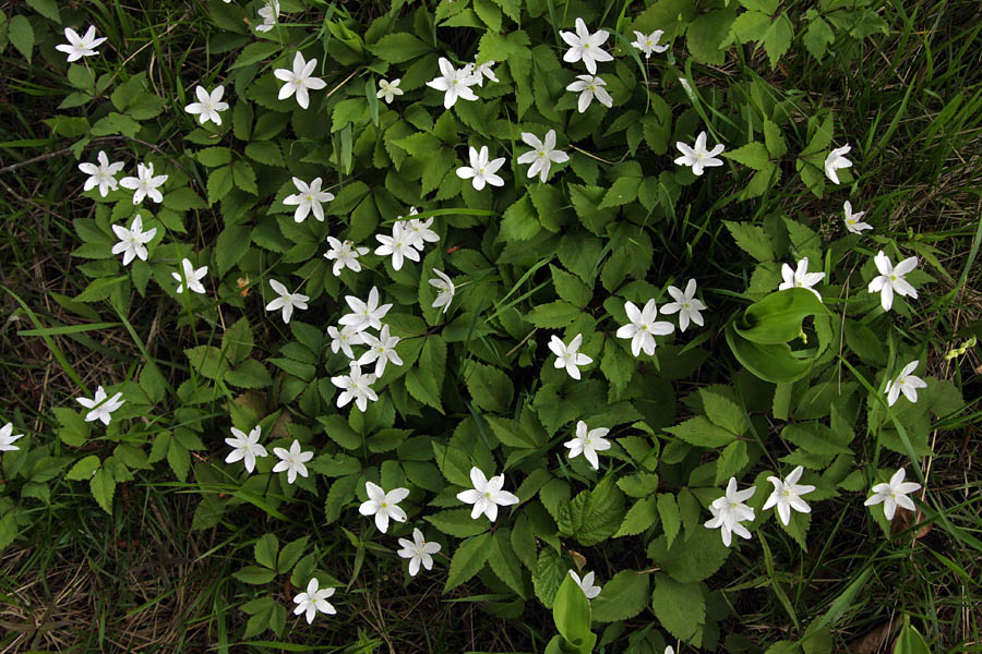 Trilistna vetrnica
Trilistna vetrnica 
Ključne besede: trilistna vetrnica anemone trifolia