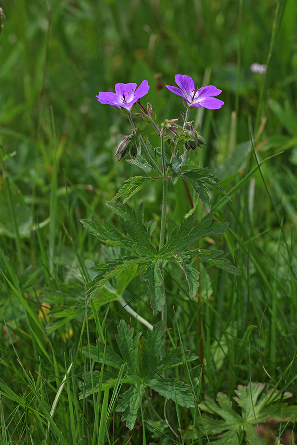 Gozdna krvomočnica
Gozdna krvomočnica. Pokljuka.
Ključne besede: gozdna krvomočnica geranium sylvaticum