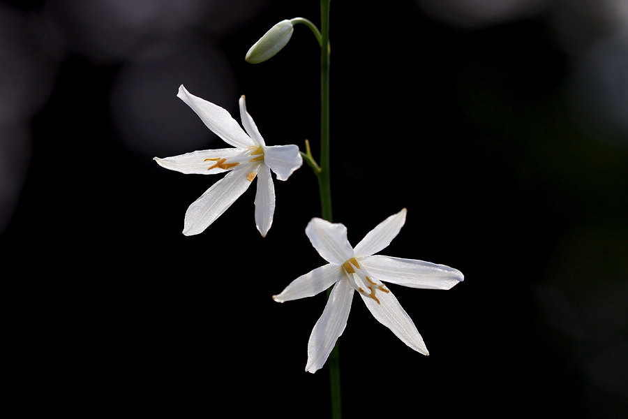 Cvetovi kosmuljka
Cvetovi navadnega kosmuljka. Na Dobravi.
Ključne besede: navadni kosmuljek anthericum ramusum