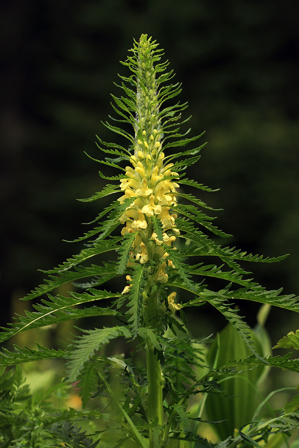 Hacquetov ušivec
Hacquetov ušivec pod Črno prstjo.
Ključne besede: hacquetov ušivec pedicularis hacquetii