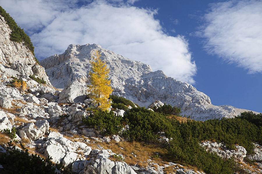 Šmarjetna glava
S poti Velo polje - sedlo Čez Hribarice.
Ključne besede: šmarjetna glava