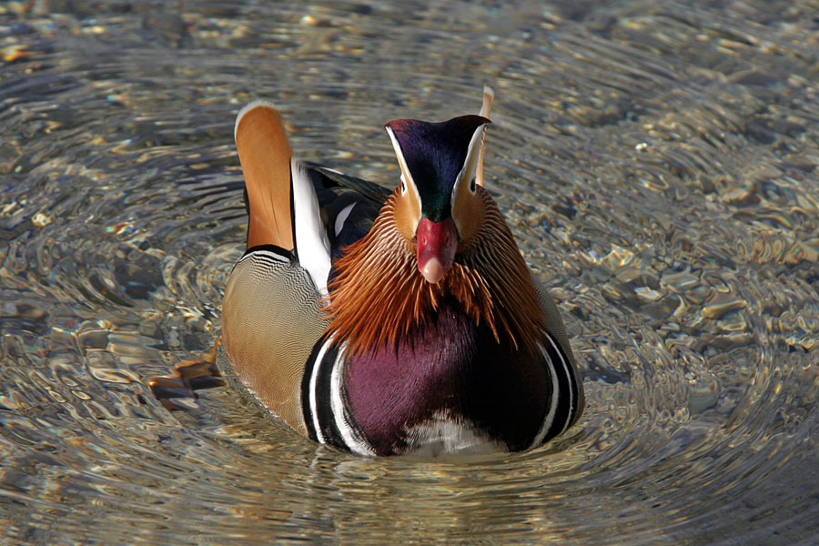 Mandarinka
Postavni samček na Bohinjskem jezeru.
Ključne besede: mandarinka aix galericulata