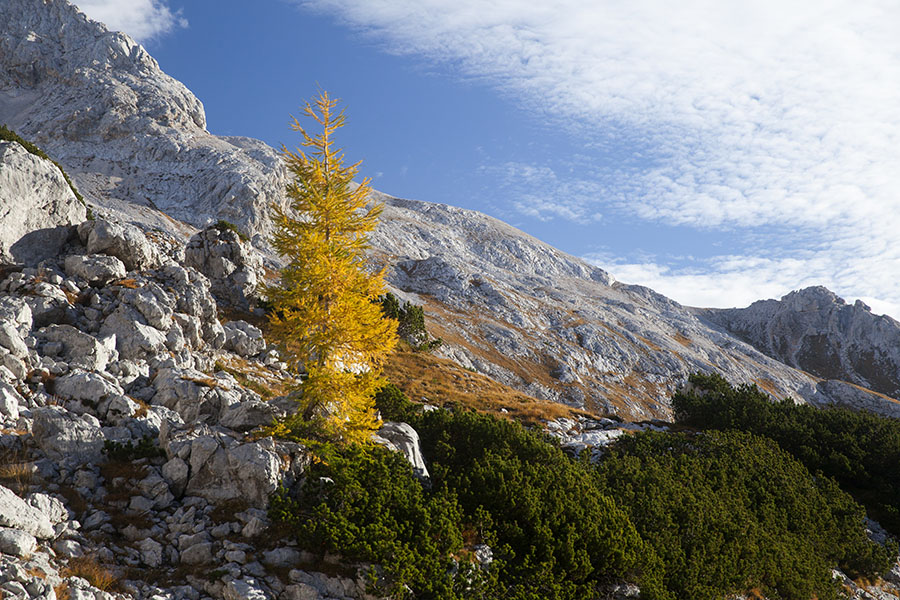 Utrinek
S poti Velo polje - sedlo Čez Hribarice.
Ključne besede: velo polje sedlo čez hribarice
