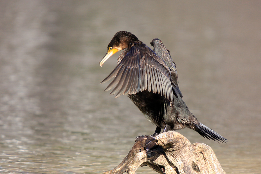 Sušenje perja II.
Kormoran pri sušenju perja.
Ključne besede: kormoran phalacrocorax carbo
