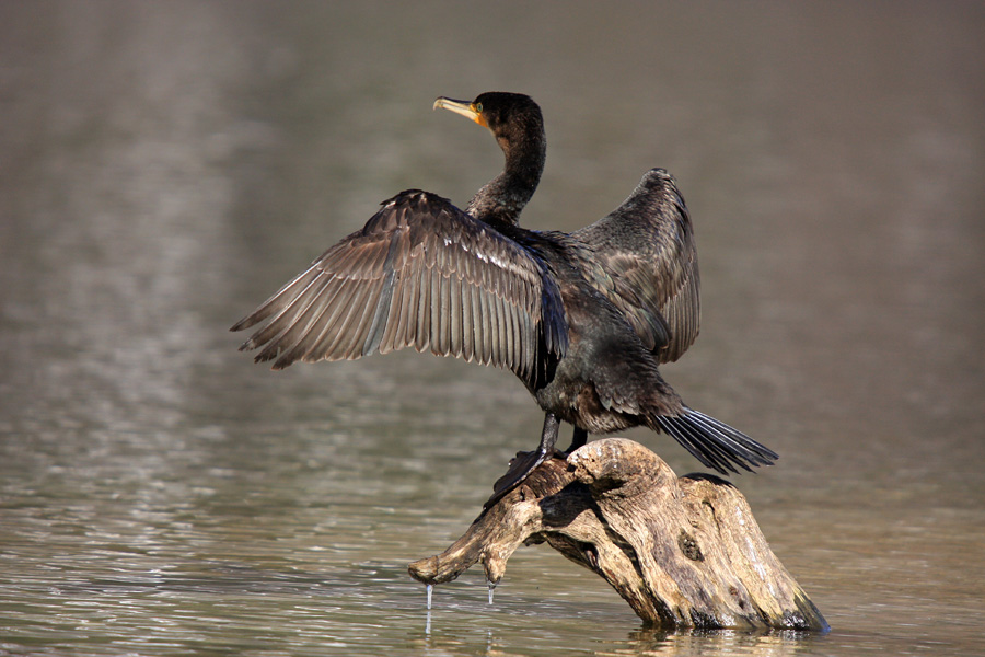 Sušenje perja I.
Po podvodnem lovu se perje očitno vendarle zmoči in takole zgleda sušenje le tega. 
Ključne besede: kormoran phalacrocorax carbo