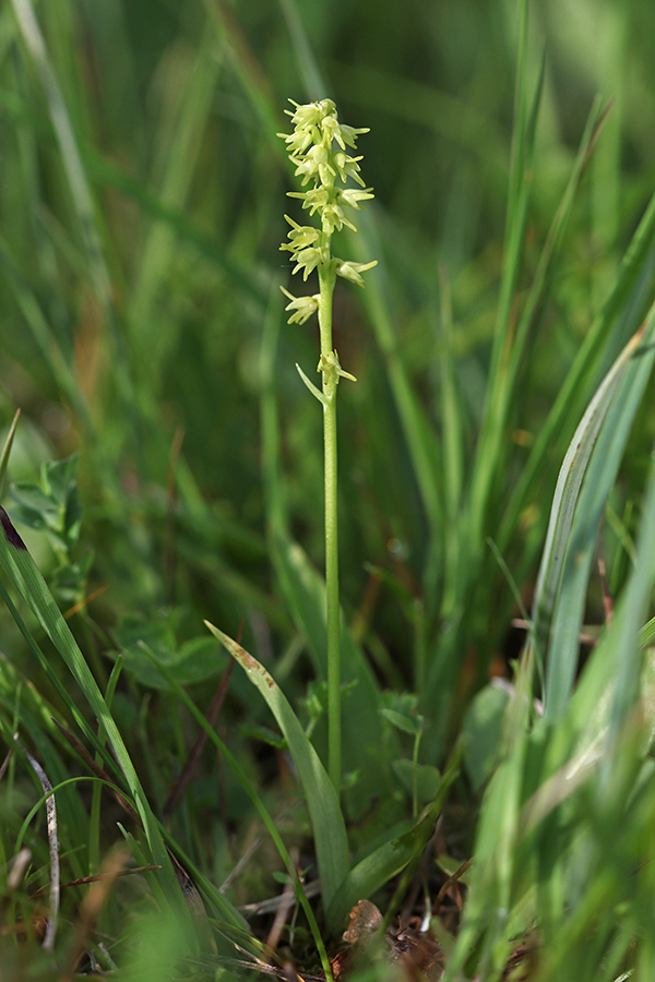 Gomoljasti grban
Par centimetrov visoka orhideja.
Ključne besede: gomoljasti grban herminium monorchis