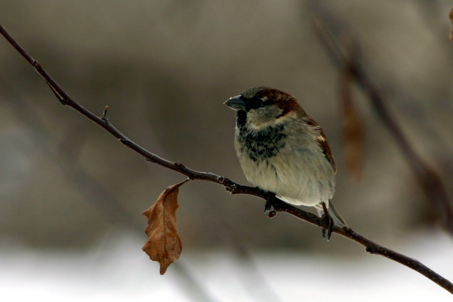 Vrabec
No, tega pa vsi poznamo...
Ključne besede: vrabec passer domesticus