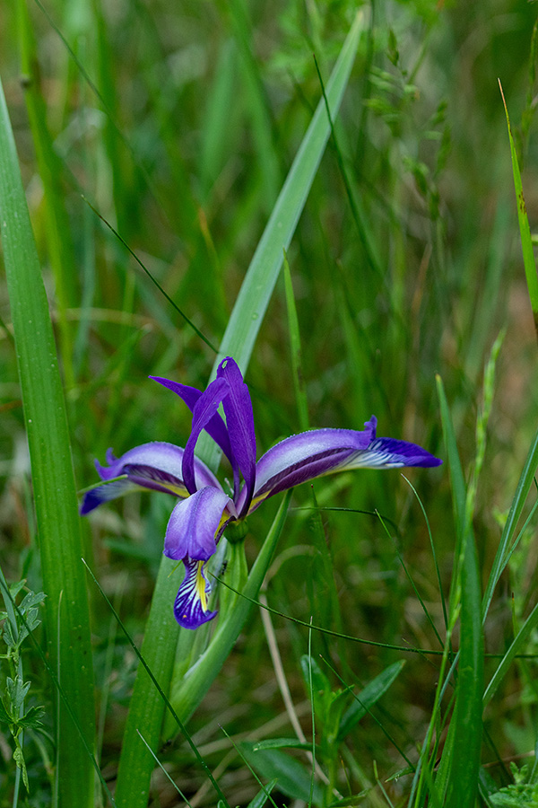 Travnolistna perunika
Travnolistna perunika.
Ključne besede: travnolistna perunika iris graminea