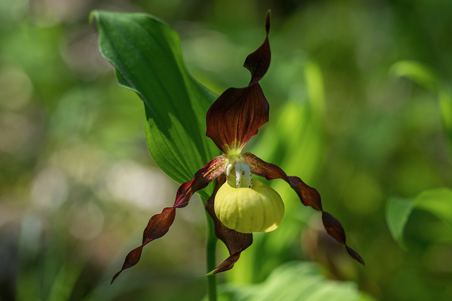 Lepi čeveljc 
Lepi čeveljc.
Ključne besede: lepi čeveljc cypripedium calceolus