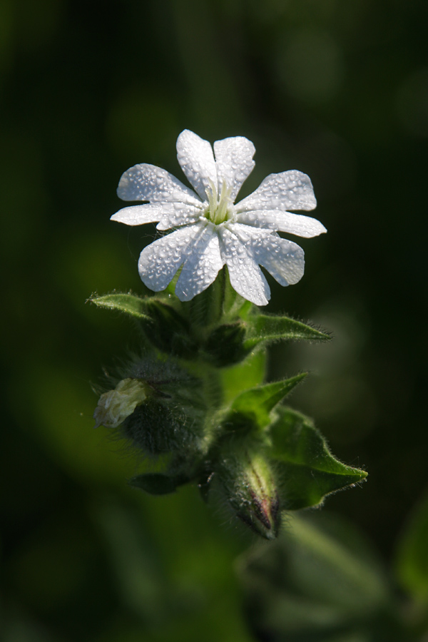 Beli slizek
Beli slizek v jutranji rosi.
Ključne besede: beli slizek silene latifolia