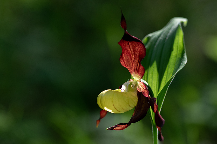 Lepi čeveljc
Lepi čeveljc.
Ključne besede: lepi čeveljc cypripedium calceolus