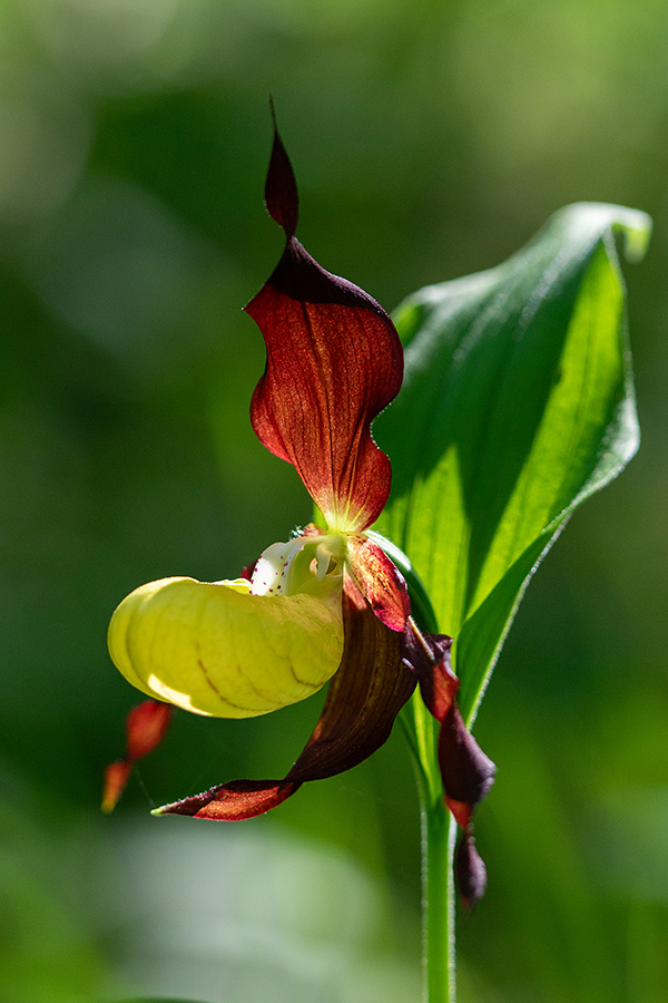 Lepi čeveljc
Lepi čeveljc.
Ključne besede: lepi čeveljc cypripedium calceolus