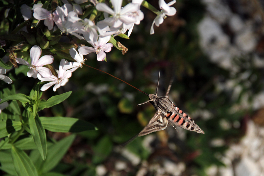 Slakov veščec II.
Zanimivo, kako s tako dolgo cevjo zadane v sredino cveta.
Ključne besede: slakov veščec herse convolvuli