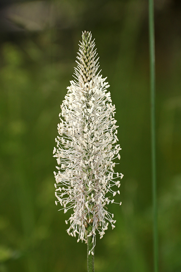 Srednji trpotec
Filigransko delo srednjega trpotca.
Ključne besede: srednji trpotec plantago media