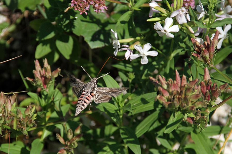 Slakov veščec I.
Slakov veščec na navadni milnici.
Ključne besede: slakov veščec herse convolvuli