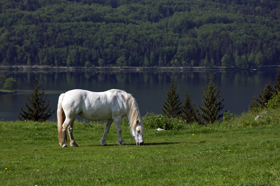 Paša z razgledom
Na pašniku nad Bohinjskim jezerom.
Ključne besede: bohinjsko jezero bohinj