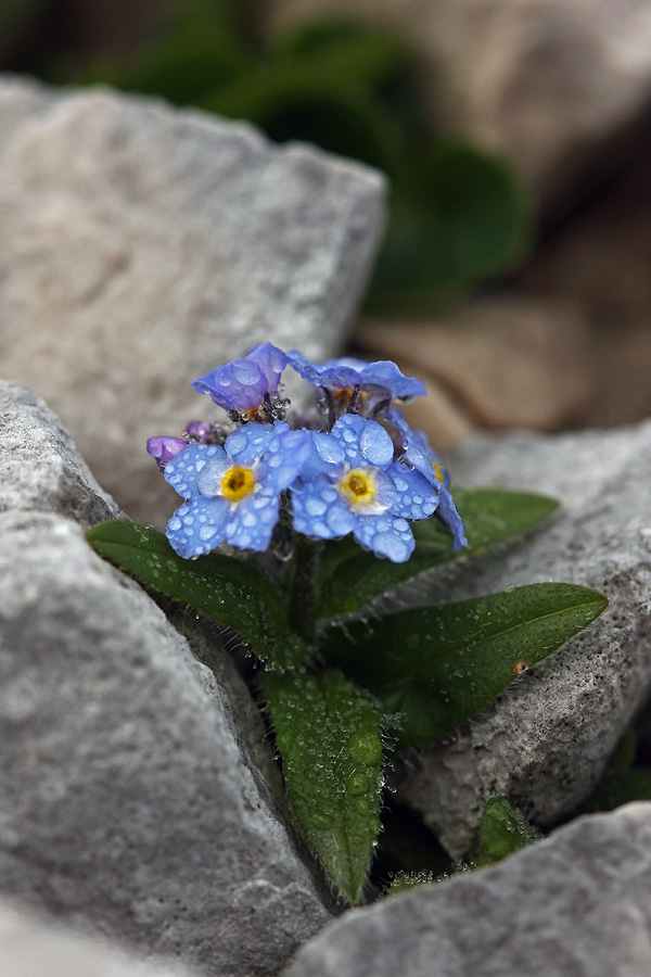 Spominčica
Planinska spominčica v jutranji rosi. Na grebenu Mojstrovk.
Ključne besede: planinska spominčica myosotis alpestris