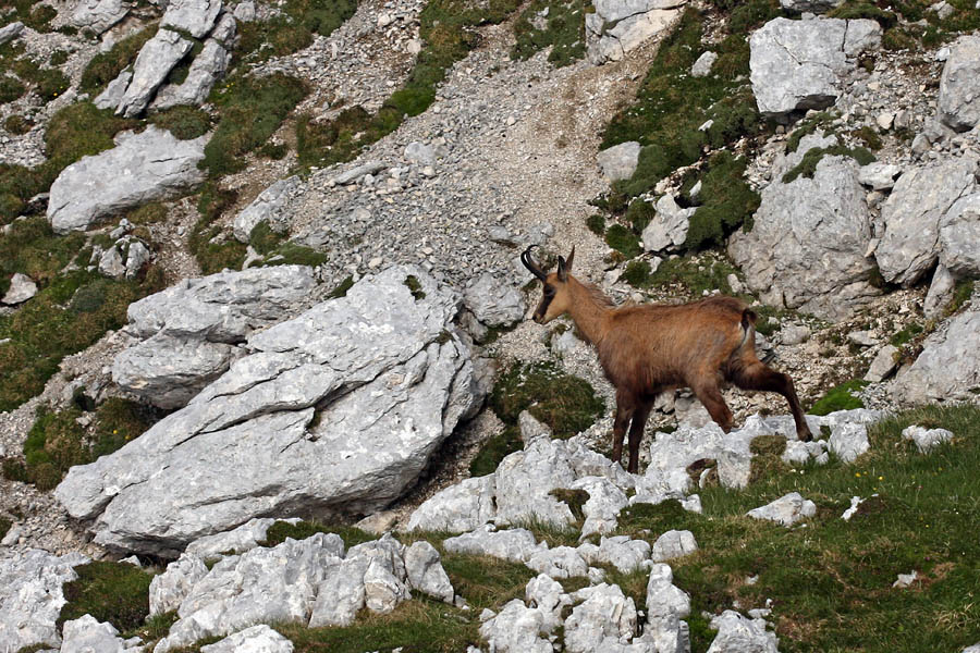 Gams III.
Srečanje z gamsom.
Ključne besede: gams rupicapra rupicapra
