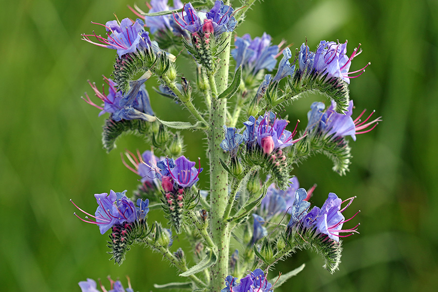 Navadni/ gadovec
Mojstrovina narave v barvah in oblikah. Navadni gadovec. V vasi Ravne v Bohinju.
Ključne besede: navadni gadovec echium vulgare