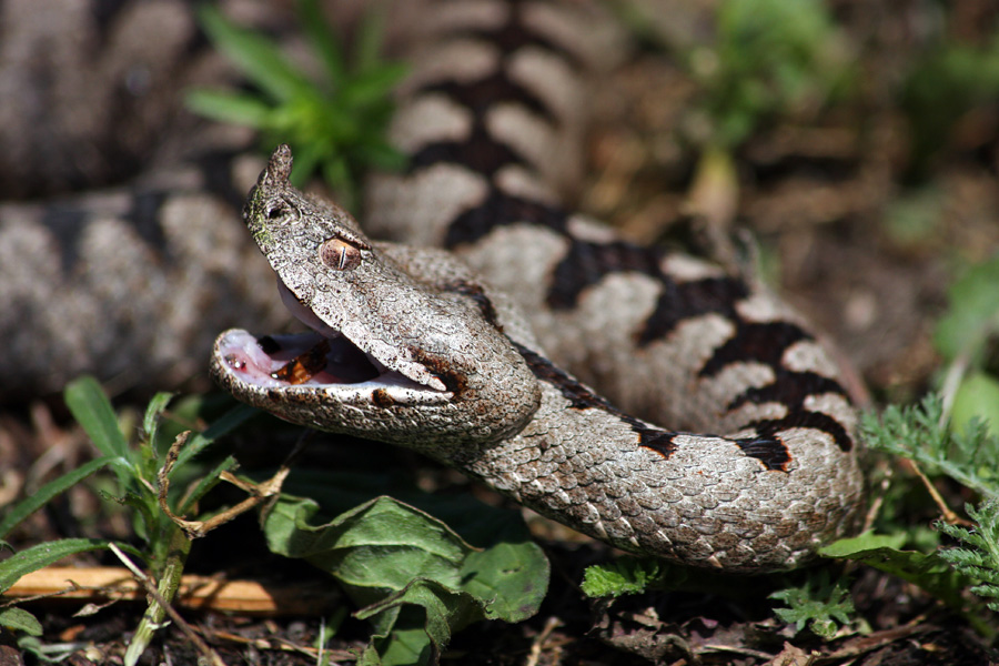 Modras III.
Ko kača zazeha.
Ključne besede: modras vipera ammodytes