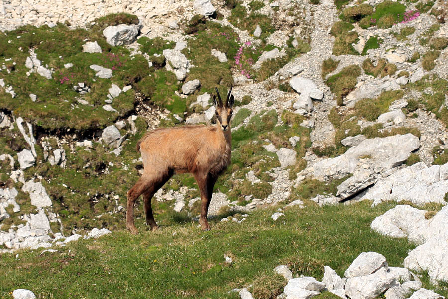 Gams I.
Dokaj bližnje srečanje z gamsom sva imela danes.
Ključne besede: gams rupicapra rupicapra