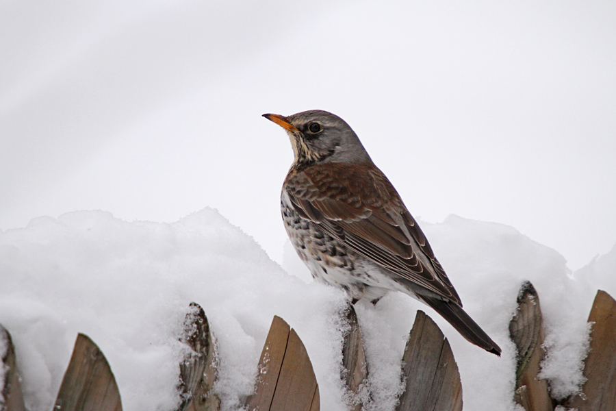 Brinovka IV.
Brinovka na ograji. Ko ne kljuva jabolk, z ograje odganja ostale brinovke in kose.
Ključne besede: brinovka turdus pilaris