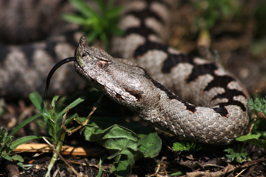 Modras II.
Modras ima kar precej dolg jezik. 
Ključne besede: modras vipera ammodytes