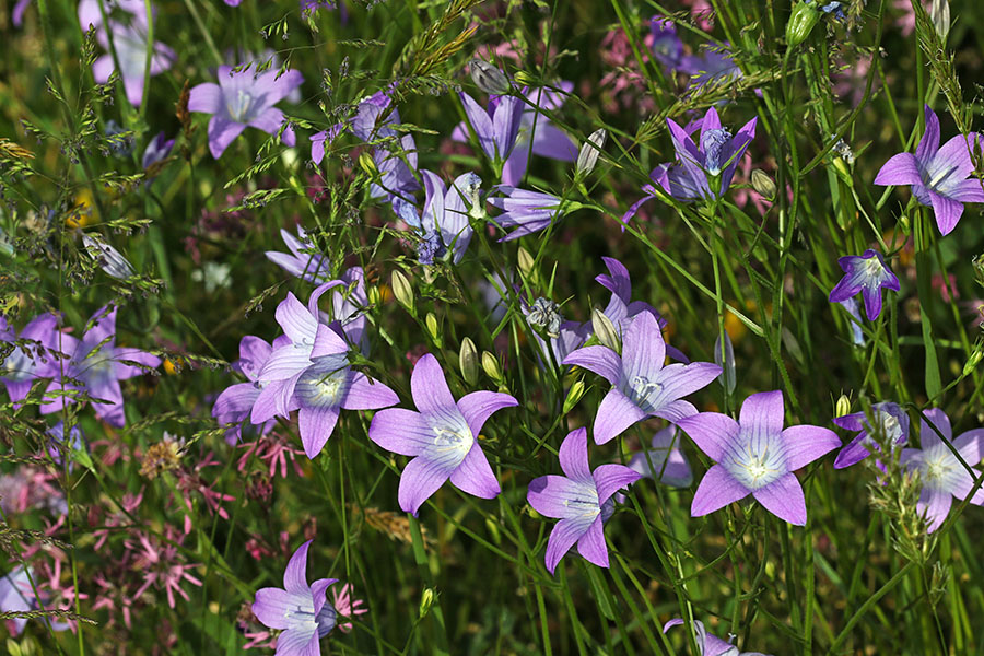 Razprostrta zvončica
Okras travnikov na Ravnah.
Ključne besede: razprostrta zvončica campanula patula
