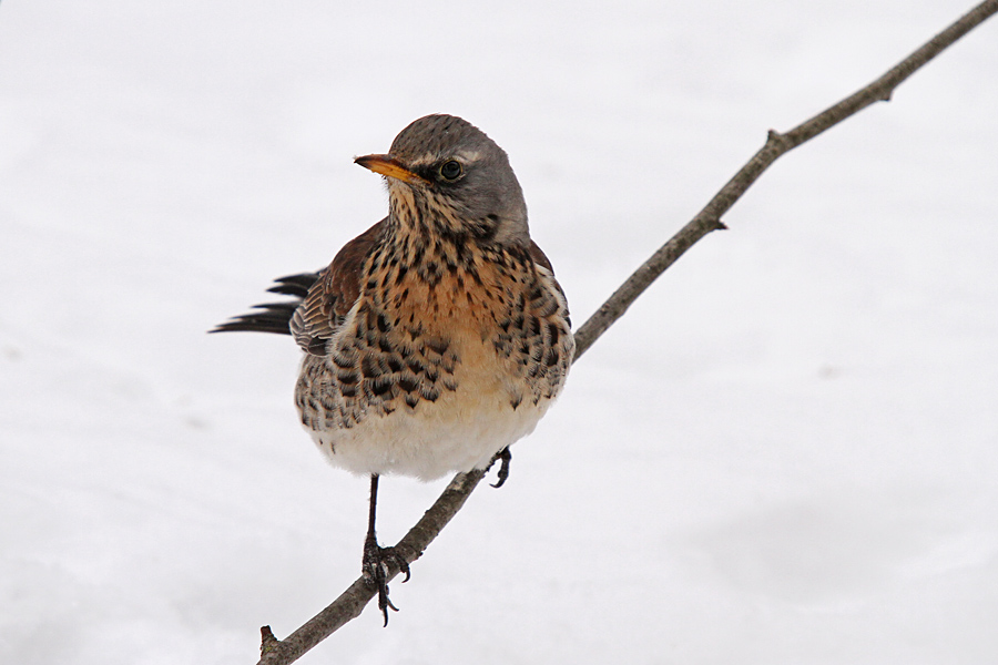 Brinovka VI.
Pa še brinovka na veji.
Ključne besede: brinovka turdus pilaris