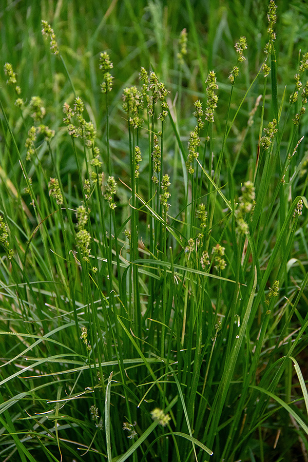 Klasasti šaš
Klasasti šaš.
Ključne besede: nasršeni šaš carex spicata
