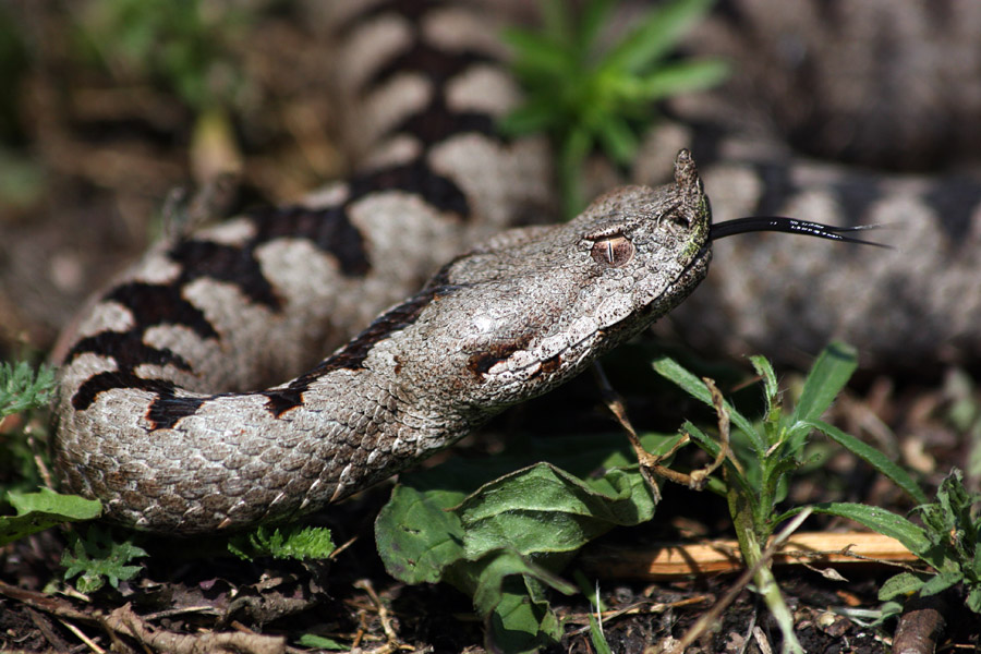 Modras I.
Modras pri jutranjem gretju na soncu.
Ključne besede: modras vipera ammodytes