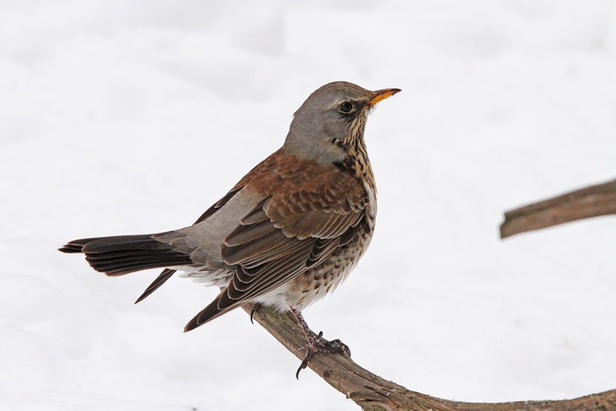 Brinovka I
Brinovka na našem vrtu.
Ključne besede: brinovka turdus pilaris