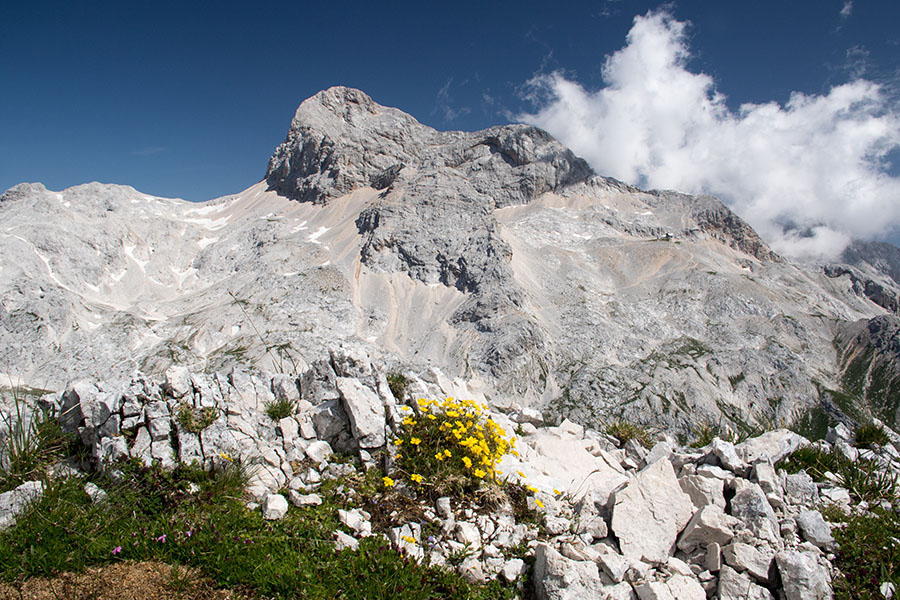 Triglav
Pa še ena s šopkom rož. Pod vrhom Mišelj vrha.
Ključne besede: koštrunovec mišelj vrh triglav planinski popon helianthemum alpestre planinsko sončece